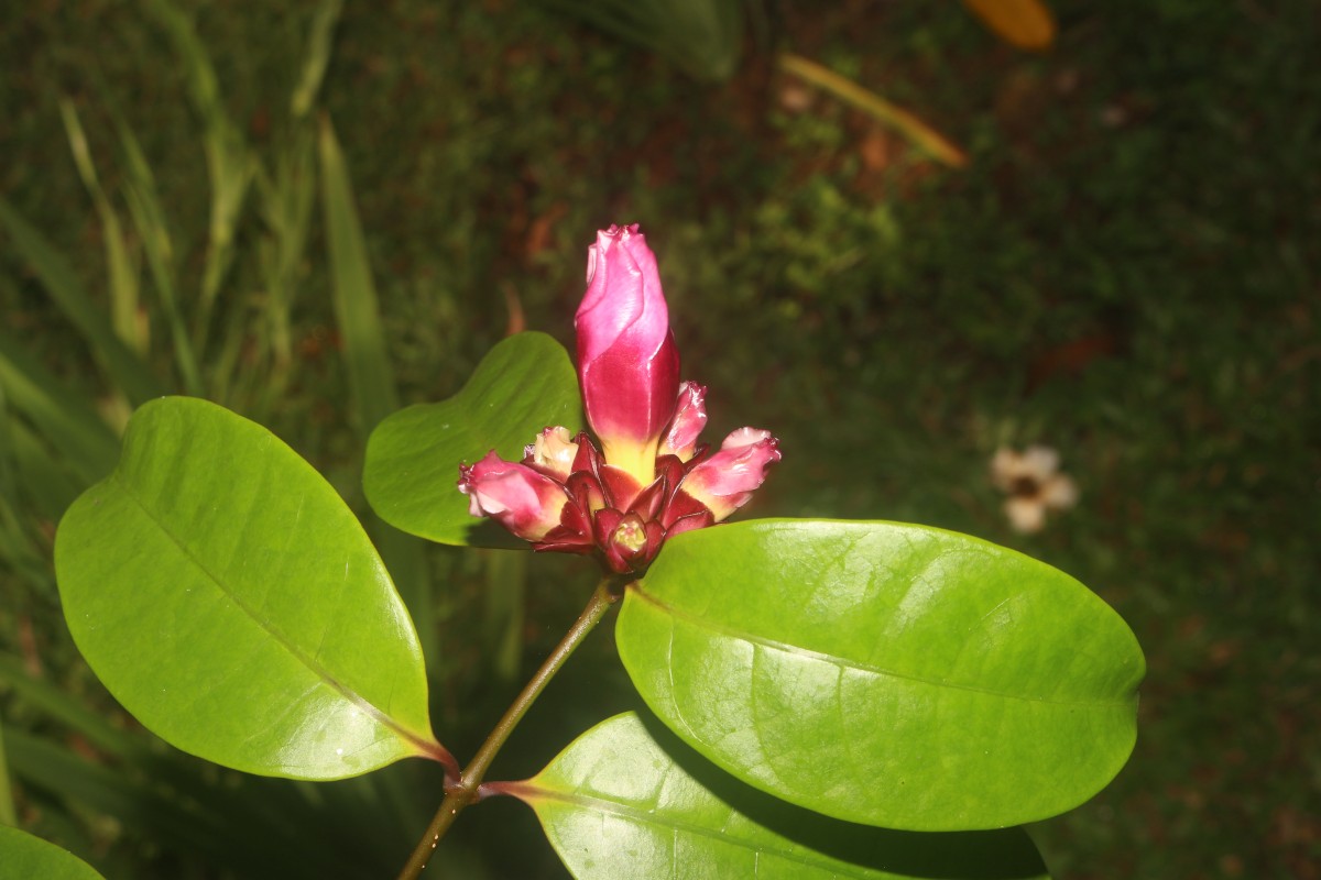 Strophanthus gratus (Wall. & Hook.) Baill.